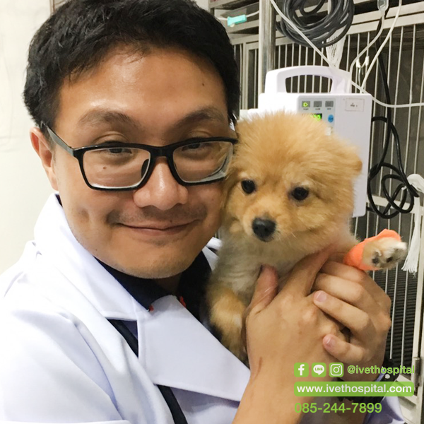 ยาสามัญประจำบ้าน... สารพิษใกล้ตัวสำหรับสัตว์เลี้ยงของคุณ ยาสามัญประจำบ้าน... สารพิษใกล้ตัวสำหรับสัตว์เลี้ยงของคุณ